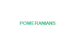 pomeranians The Royal History Of The Pomeranian Breed